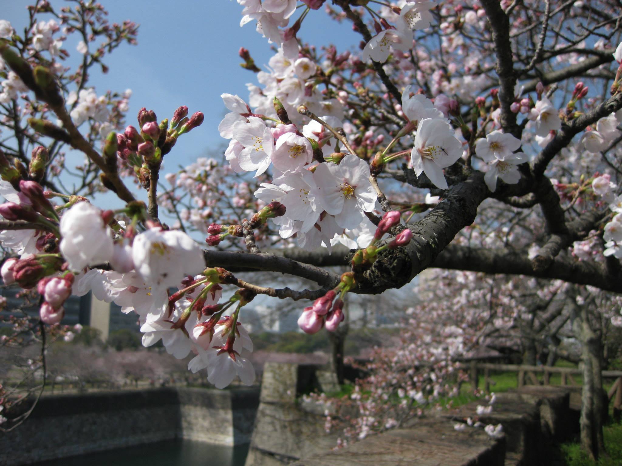 How does acupuncture relieve pain? Acupuncture Los Angeles